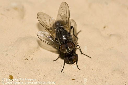 Adult houseflies, <I>Musca domestica,</I> mating.