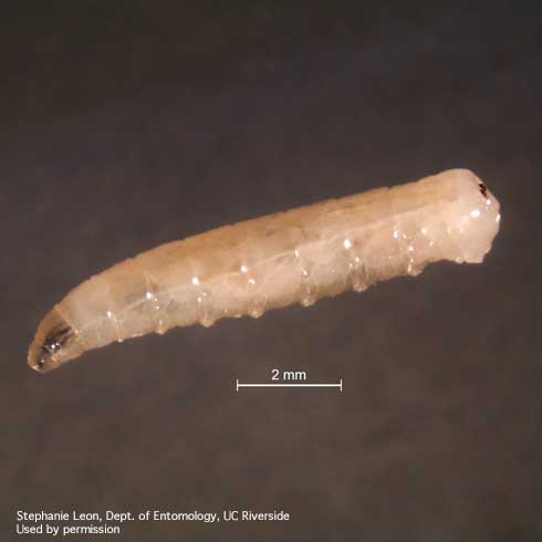 Larva of the house fly, <i>Musca domestica.</i>.