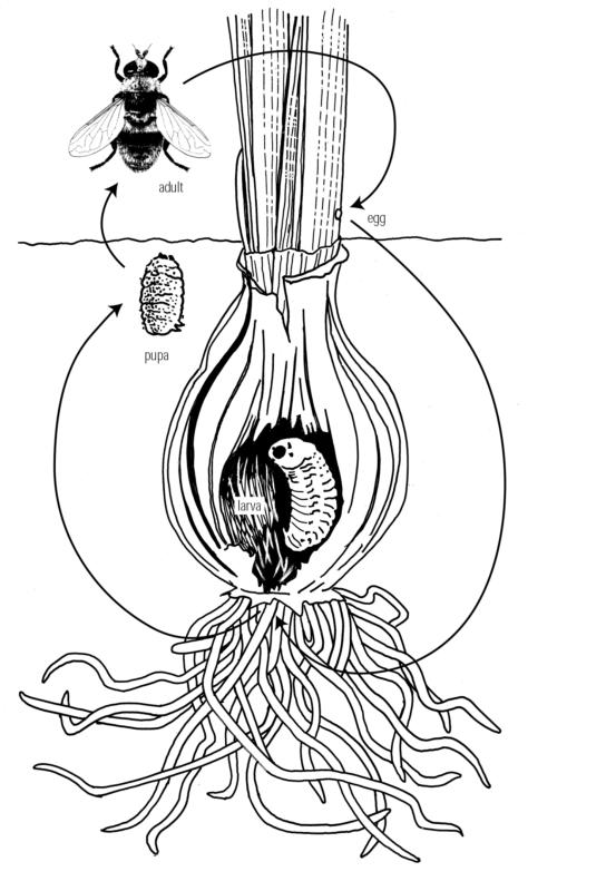 Life cycle of the narcissus bulb fly,Merodon equestris. Credit: Valerie Winemiller, adult from C.F. Doucette. 1959. The Narcissus Bulb Fly. USDA Leaflet 444 Illustration of bulb fly life cycle. Adult stocky, hairy fly with line to small egg in bulb stem right above soil line. From there is a line to the bottom of a bulb where roots come out. Plump, wrinkled C-shape larva sits inside bulb. From the base of the bulb, a line is drawn to an oval pupa under soil line and then line is drawn to connect back to adult. Credit: Valerie Winemiller, adult from C.F. Doucette. 1959. The Narcissus Bulb Fly. USDA Leaflet 444