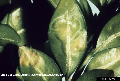 Boxwood leaves galled and mined by feeding of larvae of boxwood leafminer, <i>Monarthropalpus flavus</i>.