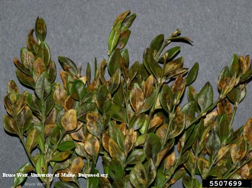 Brown, necrotic bodwood leaves from feeding of larvae of boxwood leafminer, <i>Monarthropalpus flavus</i>.