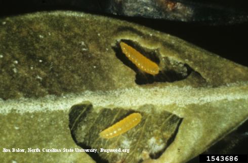 Larvae of boxwood leafminer, <i>Monarthropalpus flavus</i>, exposed in their leaf mines.