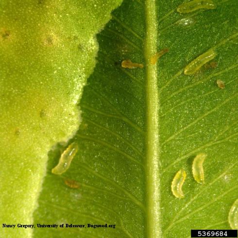 Larvae of boxwood leafminer, <i>Monarthropalpus flavus</i>, exposed in their leaf mines.