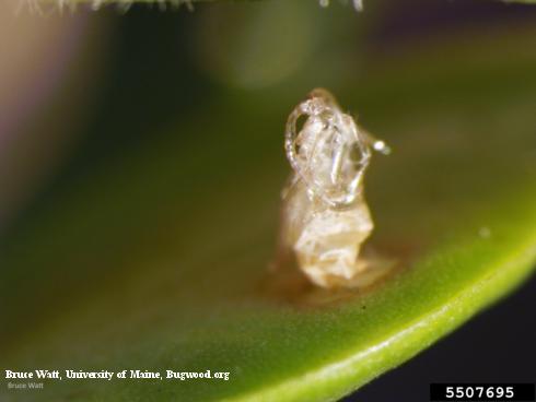 Pupal cast skin of boxwood leafminer, <i>Monarthropalpus flavus</i>, protruding from a hole in a boxwood leaf where it fed as a larva.