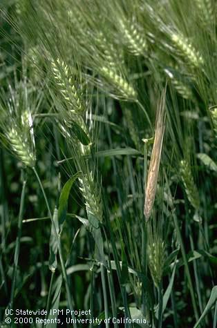 Crop damaged by wheat stem maggot.