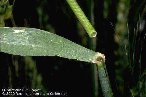 Crop damaged by wheat stem maggot.