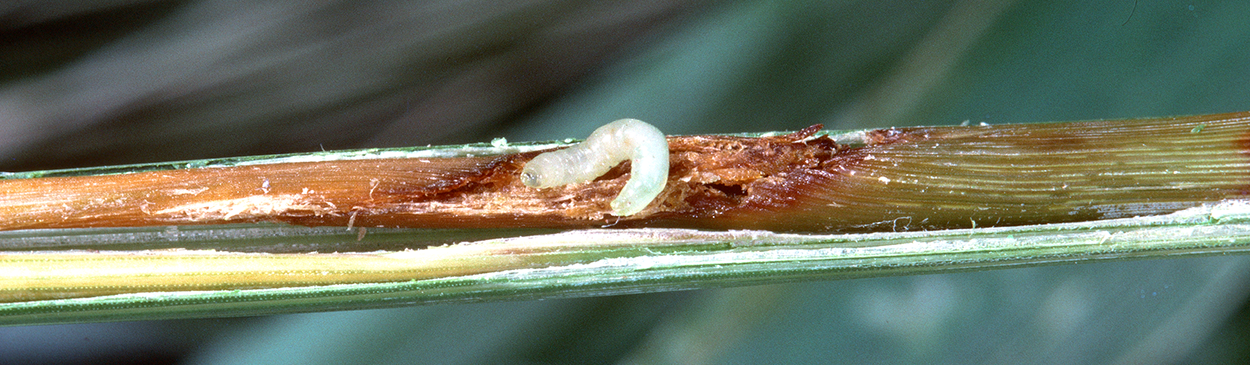 Wheat stem maggots feed inside the stems of small grains and grasses.