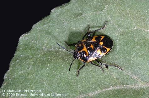 Adult harlequin bug.