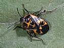 Harlequin bug