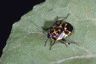 The harlequin bug is more than 3 times larger than Bagrada bug and has no white markings.