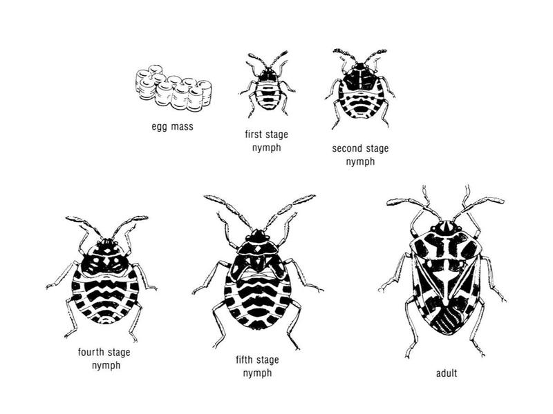 Illustration of the life cycle of a harlequin bug. Ten drum-shaped eggs with circular "lids" are in a cluster. Four stages of nymphs are round with dark markings on edges. Adult bug is a shield-shaped insect with triangular-shaped marking on the back and other dark markings on its back. Credit: <i>Landscape Maintenance Pest Control</i>. UC ANR Publication 3493.