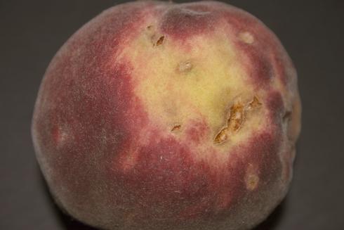 Plant bug feeding on peaches causes them to be misshapen.