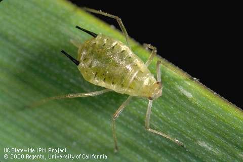 Adult English grain aphid.