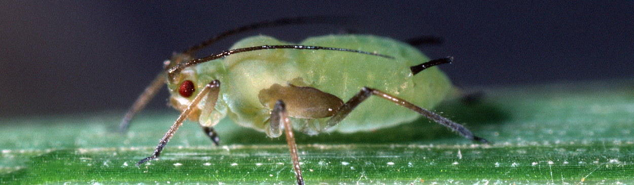 Adult English grain aphid.