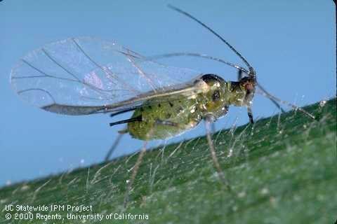 Adult English grain aphid.