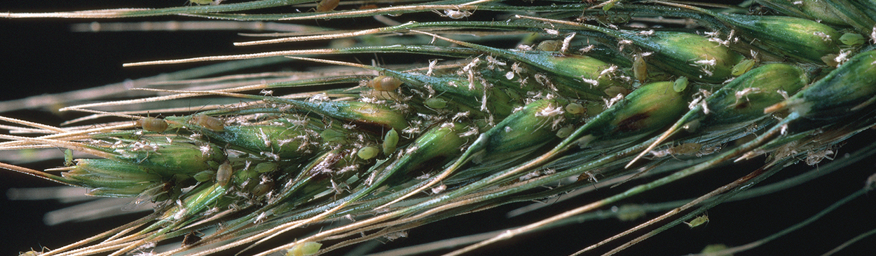 Heavy infestation of English grain aphid on grain head.