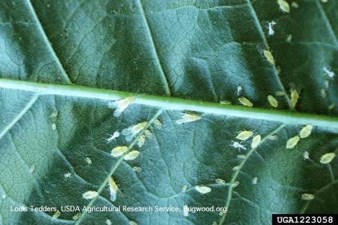 Infestation of blackmargined aphids, <i>Monellia caryella.</i>.