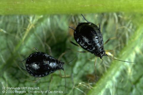 Adult black cherry aphid.