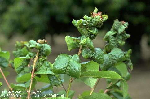 Crop damage by black cherry aphid.