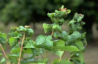 Black cherry aphid