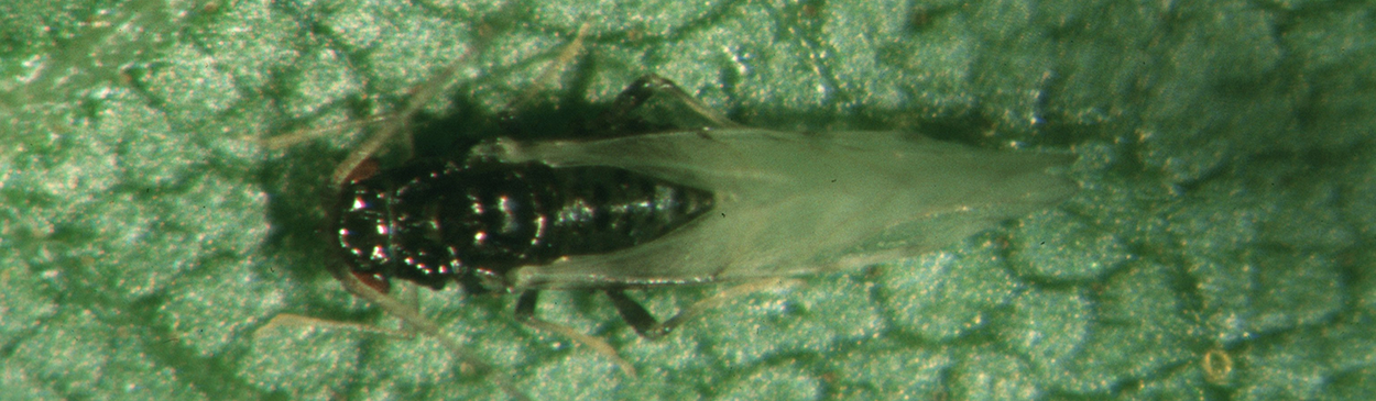 Adult male black pecan aphid, Melanocallis caryaefoliae. Licensed under a Creative Commons Attribution 3.0 License.