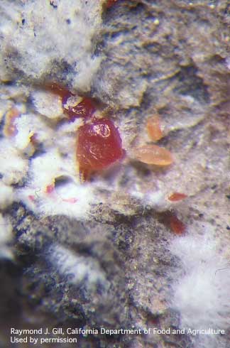 Bright red females and orangish nymphs of Ehrhorn's oak scale, <i>Mycetococcus ehrhorni,</i> and pale mycelia of an associated fungus, <i>Septobasidium canescens,</i> on coast live oak.