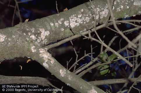 <i>Septobasidium canescens</i> fungus encrusting Ehrhorn's oak scale, <i>Mycetococcus ehrhorni,</i> on oak.