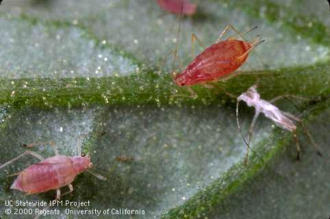 Adult potato aphid.