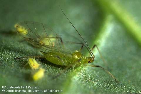 Adult potato aphid.