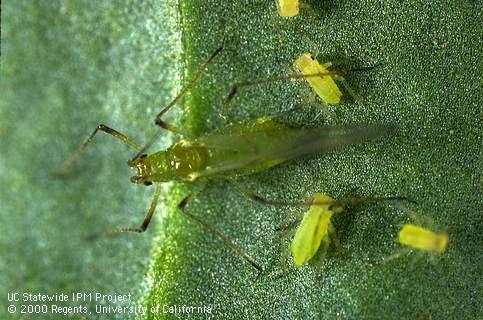 Adult potato aphid.