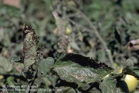 Crop damaged by potato aphid.