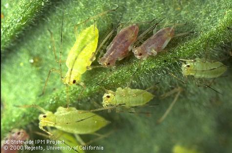 Pink and green forms of potato aphid on a tomato leaf.