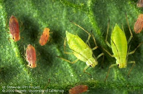 Pink and green forms of potato aphid on a tomato leaf.