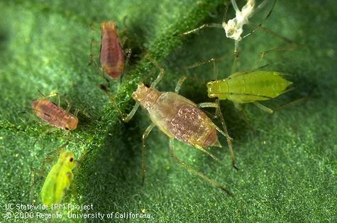 Pink and green forms of potato aphid on a tomato leaf.