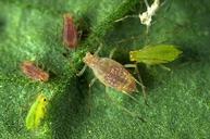 Potato aphid damage