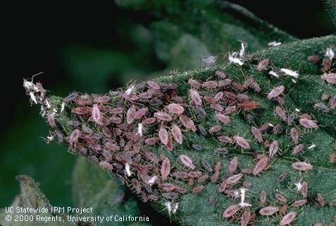 Nymph of potato aphid.