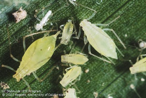 Nymph of potato aphid.