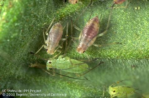 Pink and green forms of potato aphid on a tomato leaf.