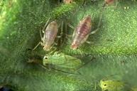 Potato aphid