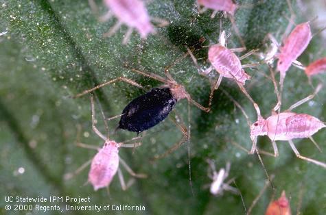 Unknown parasite of potato aphid.