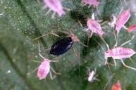 Parasitized aphids