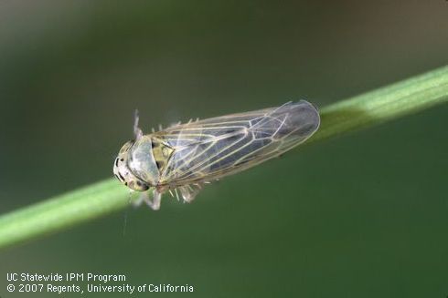 Adult aster leafhopper.