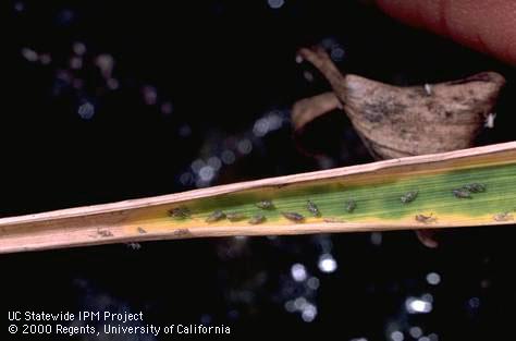 Aster leafhopper nymph.