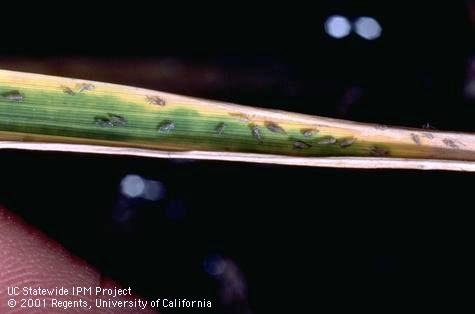 Nymph of aster leafhopper.