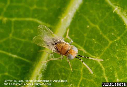 Adult female wasp, <i>Anagyrus kamali</i>, a parasitoid of pink hibiscus mealybug, <i>Maconellicoccus hirsutus</i>.