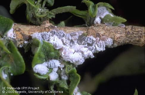 Pink hibiscus mealybugs on hibiscus stem and leaves.