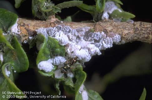 Pink hibiscus mealybugs, <i>Maconellicoccus hirsutus</i>, tended by bicolor pyramid ant, <i>Conomyrma bicolor</i>.