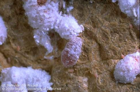 Pink hibiscus mealybug females and nymphs.