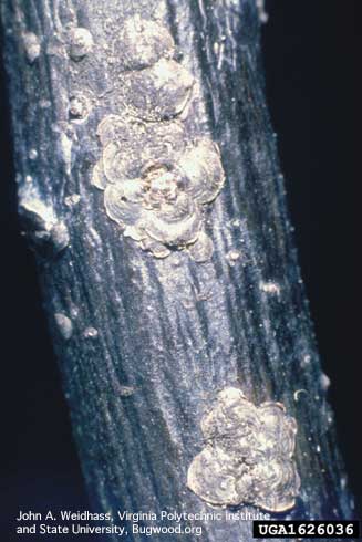 Obscure scale, <i>Melanaspis obscura,</i> on oak.