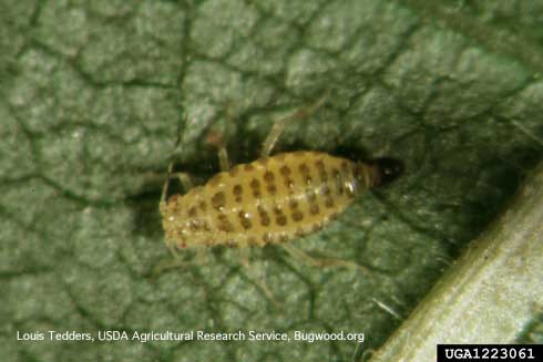 Adult yellow pecan aphid, <i>Monelliopsis pecanis,</i> laying an egg.